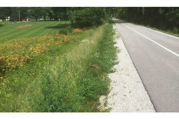 A road runs parallel to a grassy area with wildflowers.